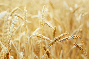 Gold ears of wheat in warm sunlight. Wheat field in sunset light. Autumn harvest of grain crops. Rural scenery. Selective focus.