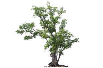 Wall Mural - old green tree isolated on white background