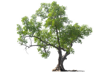 green tree isolated on white background