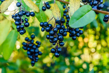 Berries On A Bush Of Common Privet Plant (Ligustrum Vulgare)