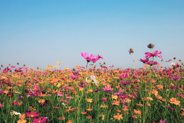 Colorful of cosmos with blue sky.