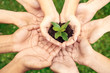 © Viktoriia - Volunteering. Young people volunteers outdoors together hands top view close-up holding tree seedling bright