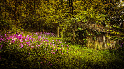 Wall Mural - flowers in the park