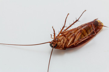 Cockroach brown   on a white background