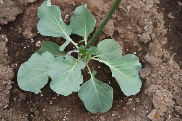 Canvas Print - Broccoli cultivation / Broccoli is a healthy green and yellow vegetable containing a lot of vitamins,and the flower buds and stems are edible.