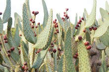 Opuntia Engelmanii Linguiformis Prickly Pear Green Cactus