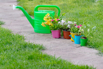 Wall Mural - watering can in garden