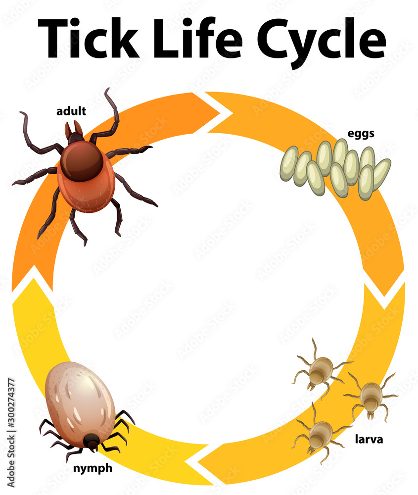 Diagram showing life cycle of tick Stock Vector | Adobe Stock