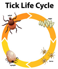 Sticker - Diagram showing life cycle of tick