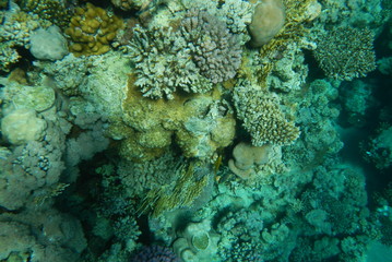 Red Sea underwater landscape with fishes and corals. Natural background