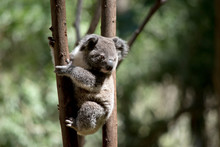 The Joey Koala Is Climbing A Tree