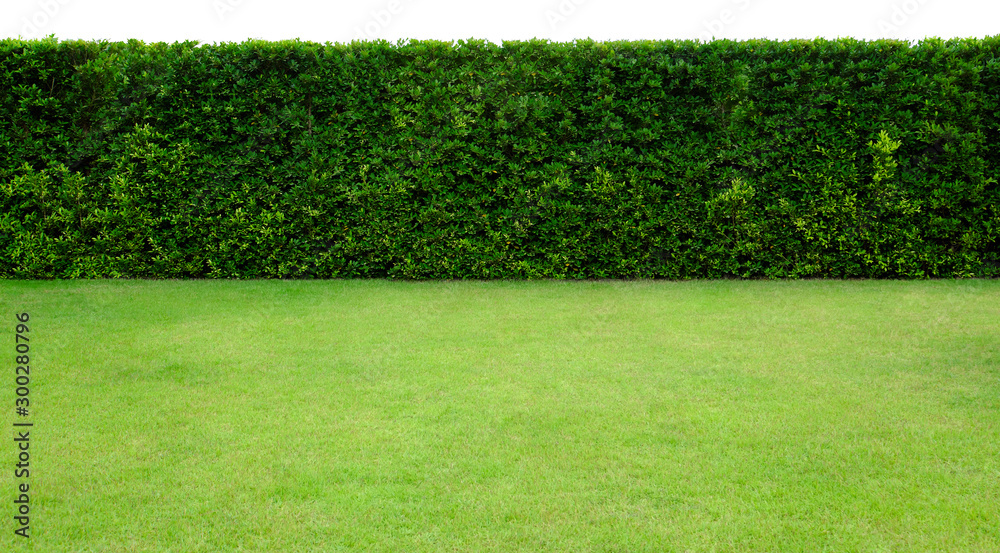 Long tree hedge and green grass lawn. The upper part isolated on white background. - obrazy, fototapety, plakaty 