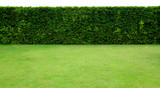 Long tree hedge and green grass lawn. The upper part isolated on white background.