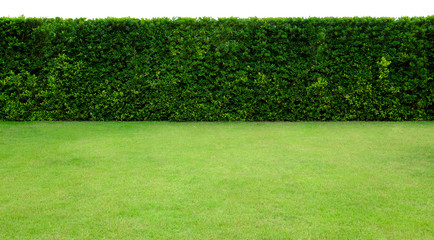 Long tree hedge and green grass lawn. The upper part isolated on white background.