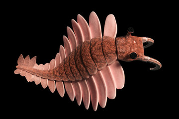 Wall Mural - Anomalocaris, creature of the Cambrian period, top view, isolated on black background 