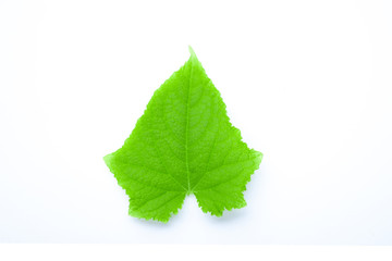 Wall Mural - Green leaf isolated on white background