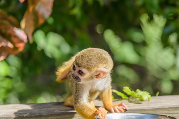 squirrel monkey in the park