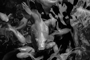  A group of goldfish waiting for food. Black and White.