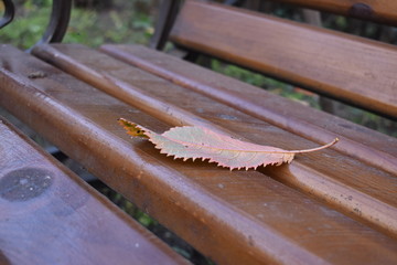   leaf