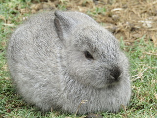 rabbit in the grass