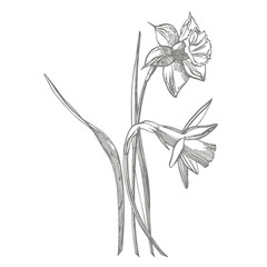 Canvas Print - Daffodil or Narcissus flower drawings. Collection of hand drawn black and white daffodil. Hand Drawn Botanical Illustrations