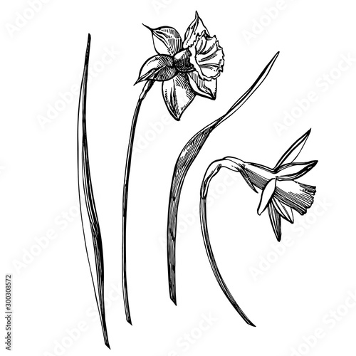 Daffodil or Narcissus flower drawings. Collection of hand drawn black and whi...