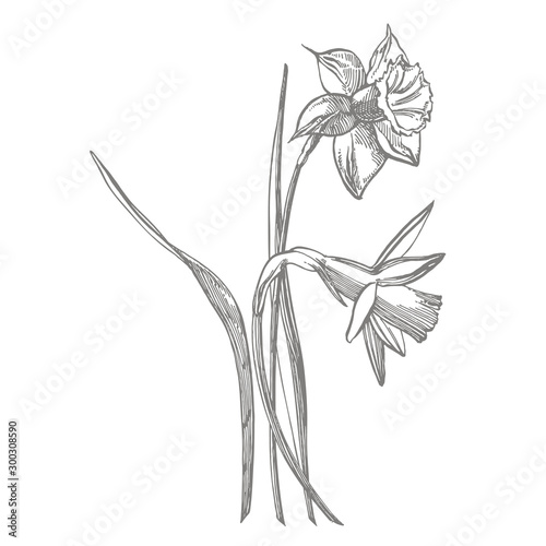 Daffodil or Narcissus flower drawings. Collection of hand drawn black and whi...