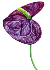 Wall Mural - bouquet beautiful color, purple anthurium on an isolated white background, watercolor illustration, hand drawing, botanical painting