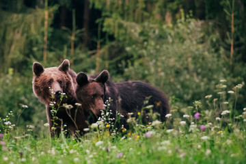 carpathian brown bear in the wilderness