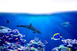 Background of coral reef  with Tropical marine fish, dolphin and whale shark and surface with white isolated background