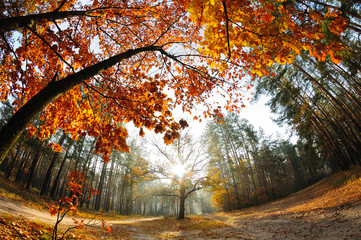 Canvas Print - Sunrise in the autumn forest