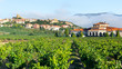 Vineyard with Laguardia town as background, Rioja Alavesa, Spain