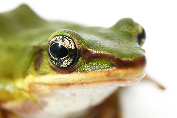 Wall Mural - common southeast asian green tree frog - polypedates leucomystax isolated on white background