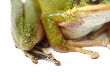 Wall Mural - common southeast asian green tree frog - polypedates leucomystax isolated on white background