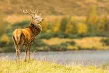 Red Deer Stag, Monarch Of The Glen, Stood Majestically In Glen Strathfarrar, Scottish Highlands, UK.  Space For Copy.