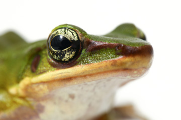 Wall Mural - common southeast asian green tree frog - polypedates leucomystax isolated on white background