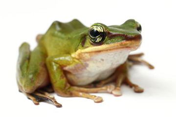 Wall Mural - common southeast asian green tree frog - polypedates leucomystax isolated on white background
