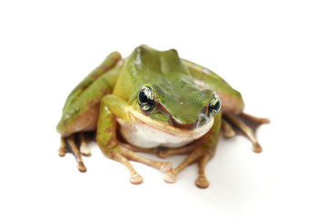 Wall Mural - common southeast asian green tree frog - polypedates leucomystax isolated on white background