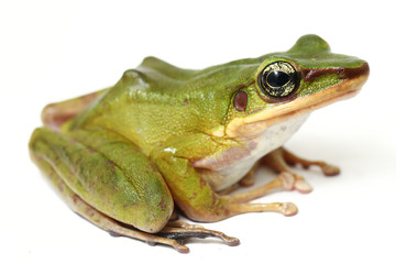 Wall Mural - common southeast asian green tree frog - polypedates leucomystax isolated on white background