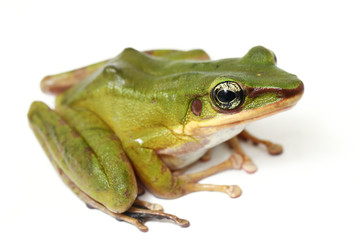 Wall Mural - common southeast asian green tree frog - polypedates leucomystax isolated on white background