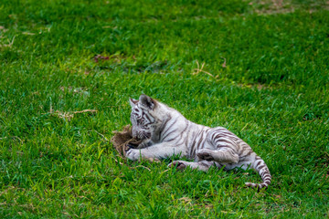 tiger cub playing in the jungle