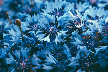 Cornflower plant with blue flowers,  beautiful card with nature background