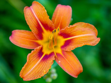 Orange Lily Or Fire Lily Lilum Bulbiferrum Flower On Green Natural Background