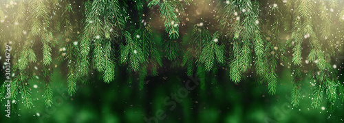 Fotomural Fir or pine christmas and new year holiday green backdrop