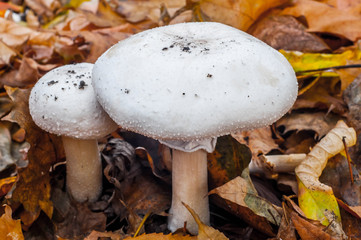 Two champignons close-up surrounded by yellow autumn foliage.