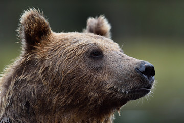 Wall Mural - brown bear portrait. bear closeup.