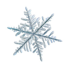 Snowflake Isolated On White Background. Macro Photo Of Real Snow Crystal: Elegant Stellar Dendrite With Hexagonal Symmetry, Glossy Relief Surface, Complex Inner Details And Six Flat, Fragile Arms.