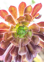 Mardi Gras Aeonium Succulent Plant
