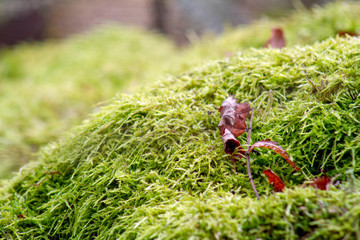 Wall Mural - leaf on moss