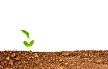 Green sprout growing out from soil isolated on white background